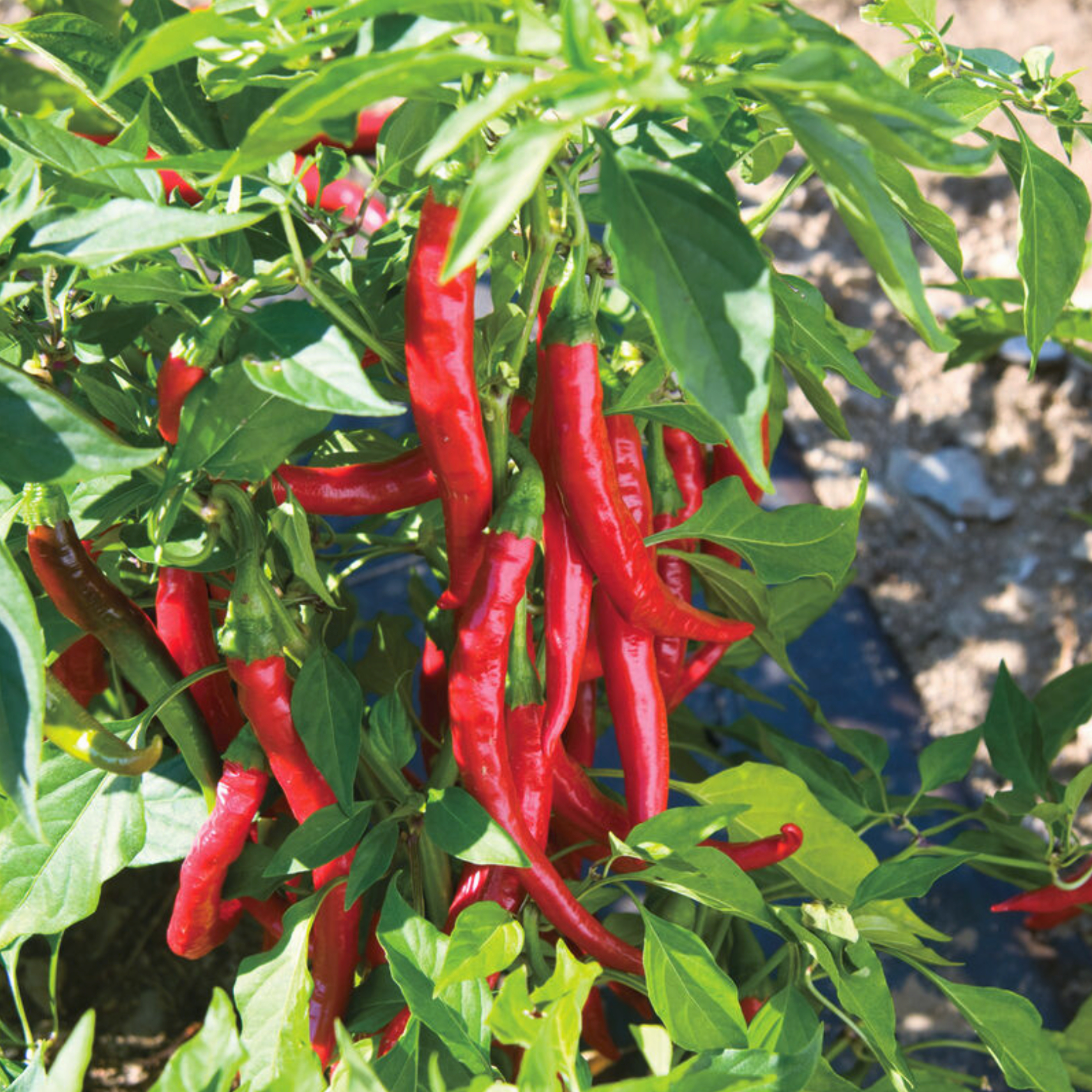 Piment Cayenne