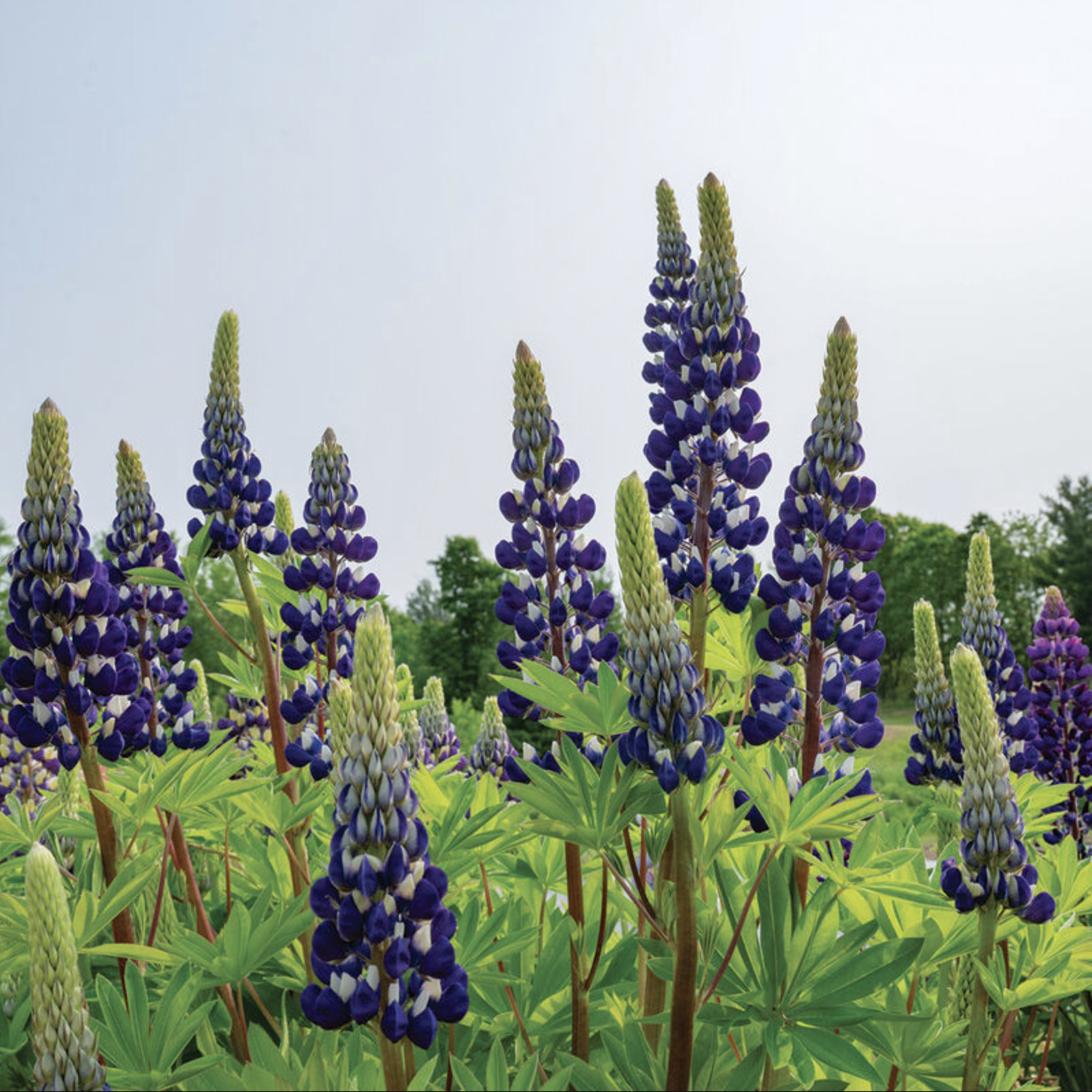 Lupin