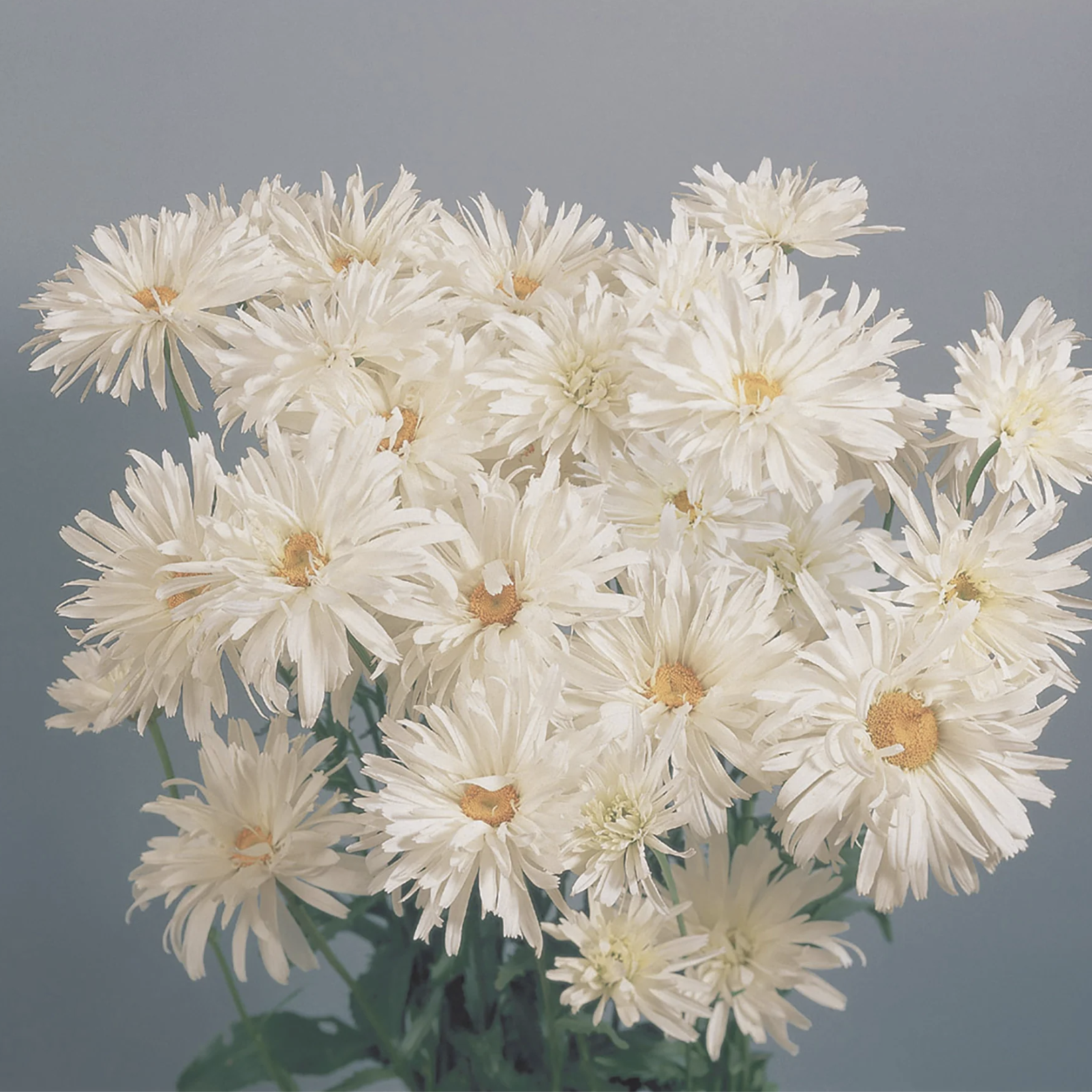 Marguerite angora (6)