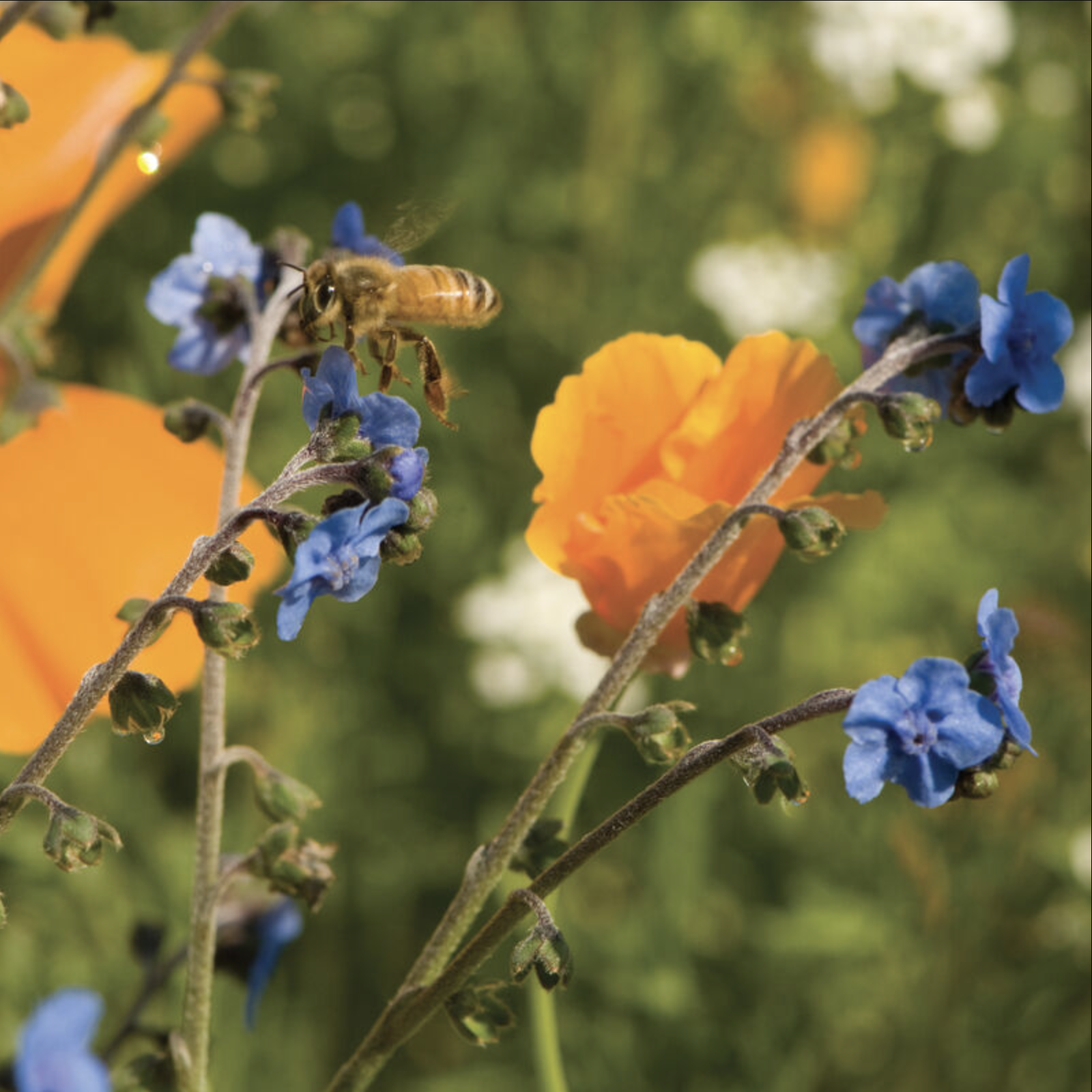 Semences de fleurs sauvages pour abeilles