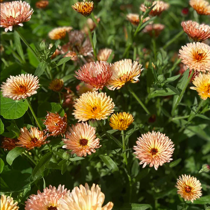 Calendule rosée (4)