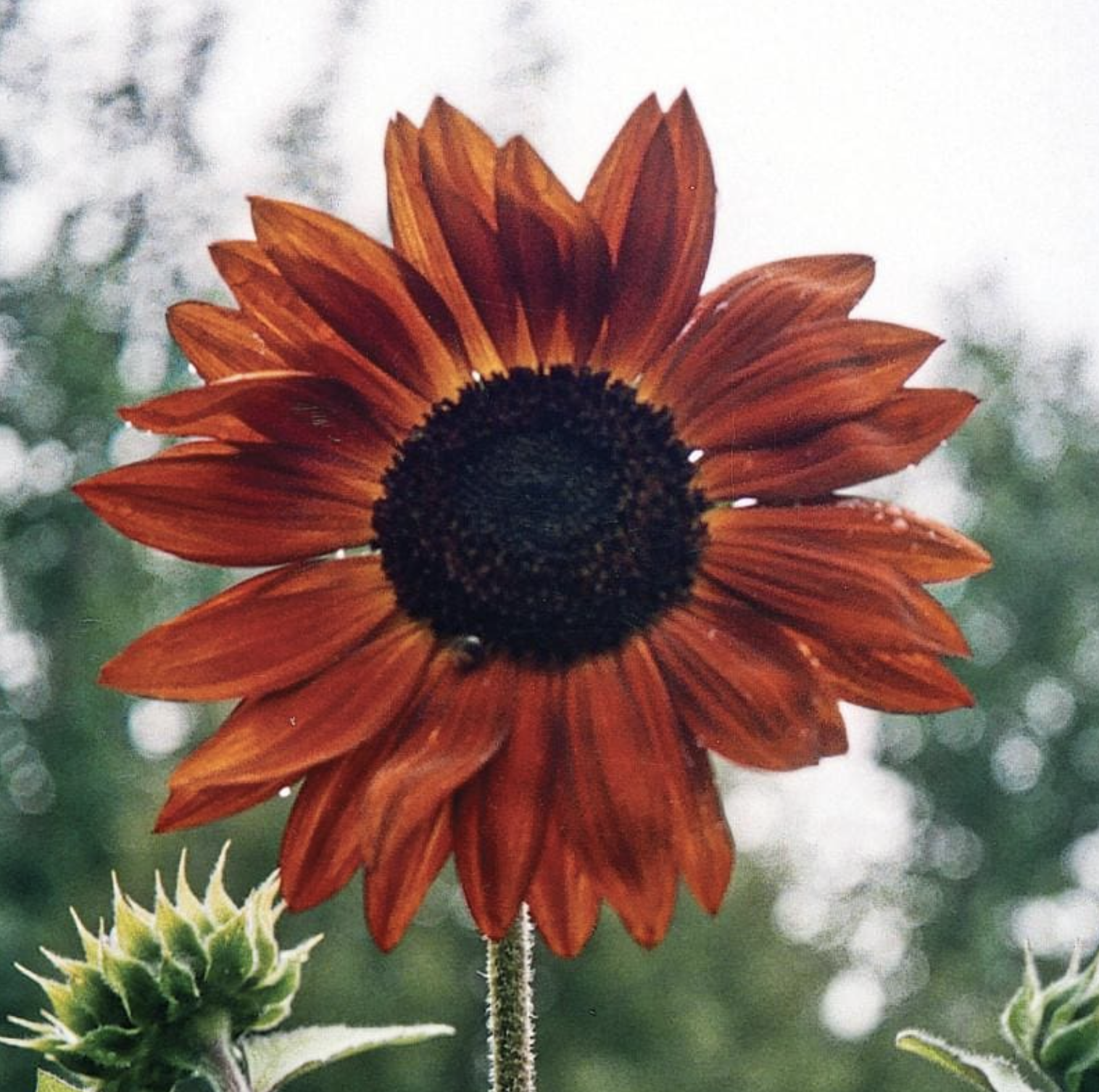 Tournesol terra cotta (4)
