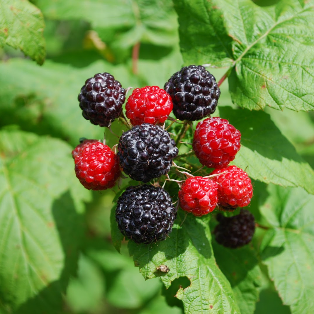Framboise noire