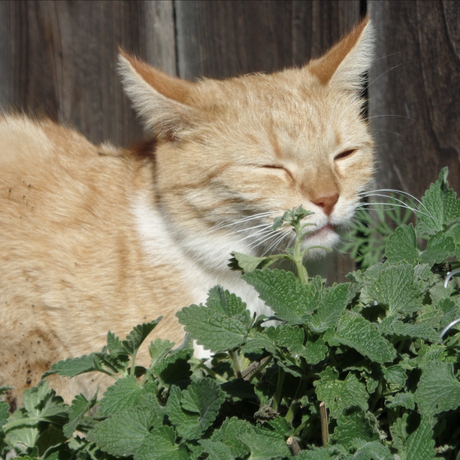Cataire (Herbe à chat)