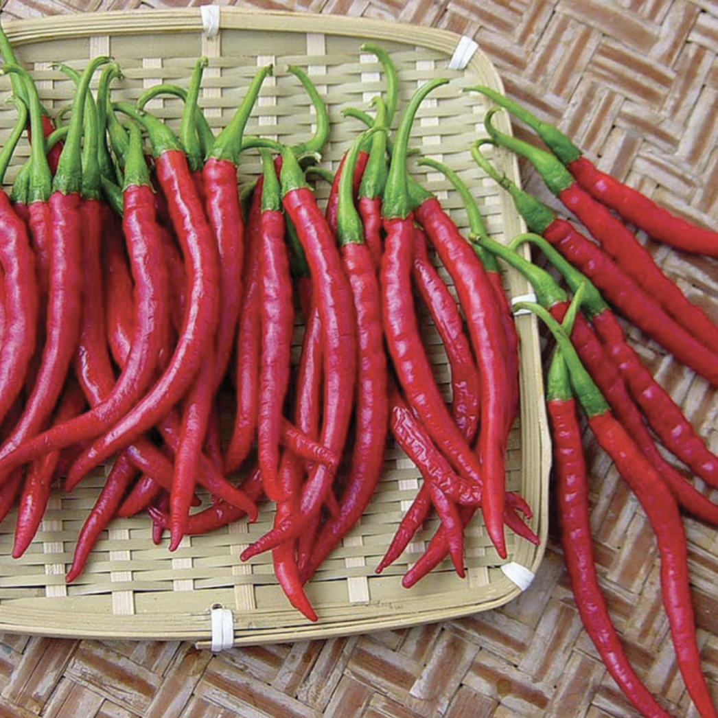 Piment thaï