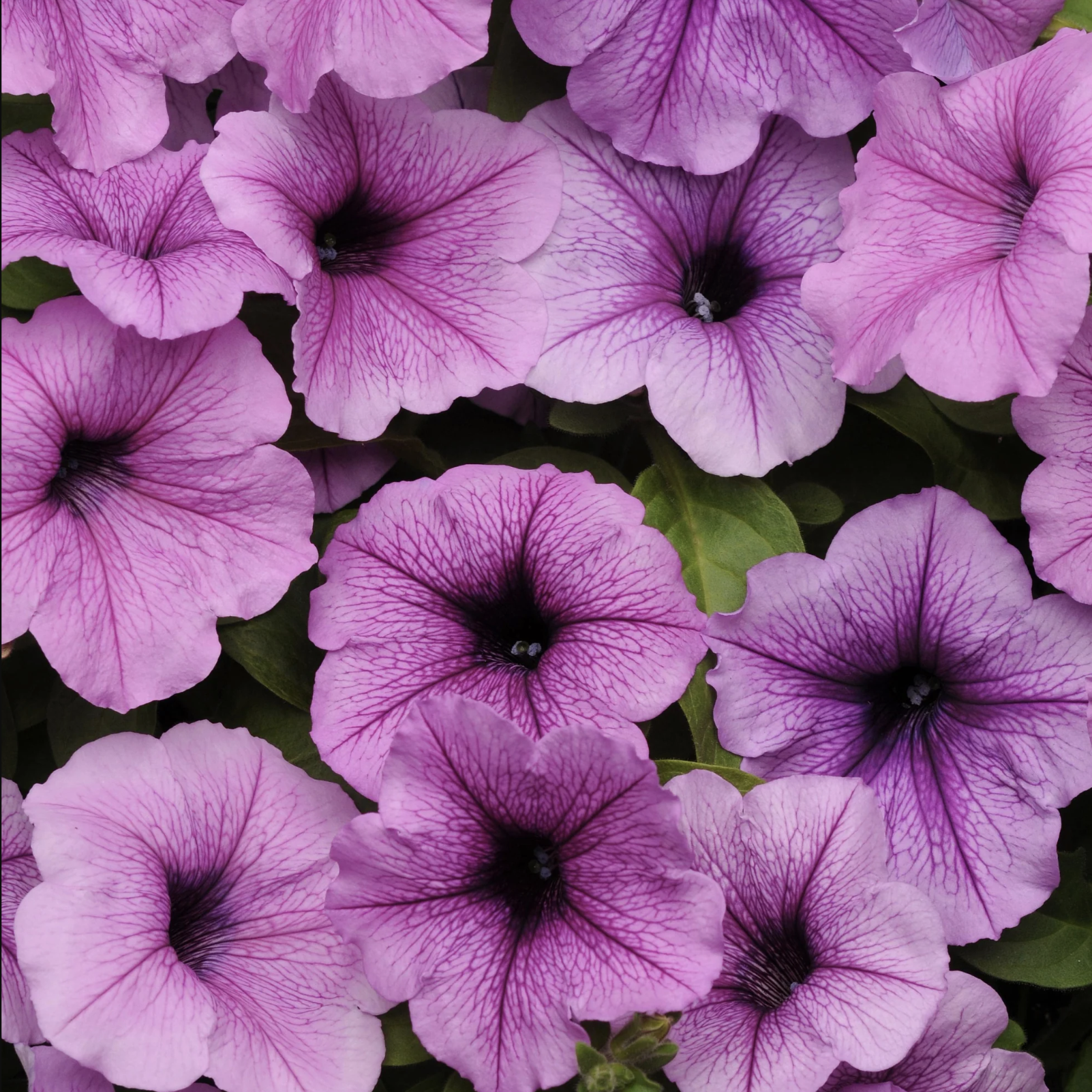 Pétunia lilas (6)