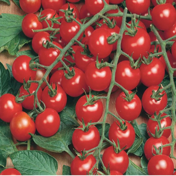 Tomate-cerise rouge