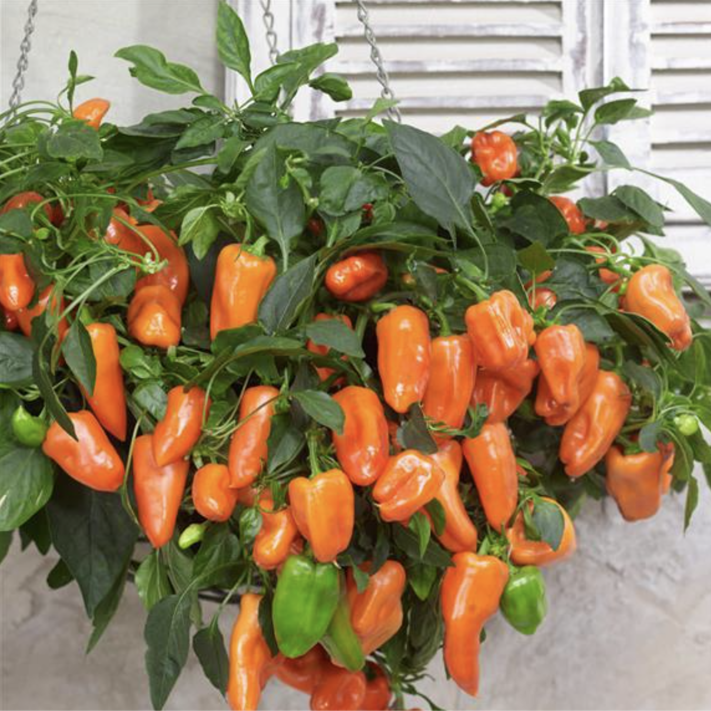 Poivron patio orange