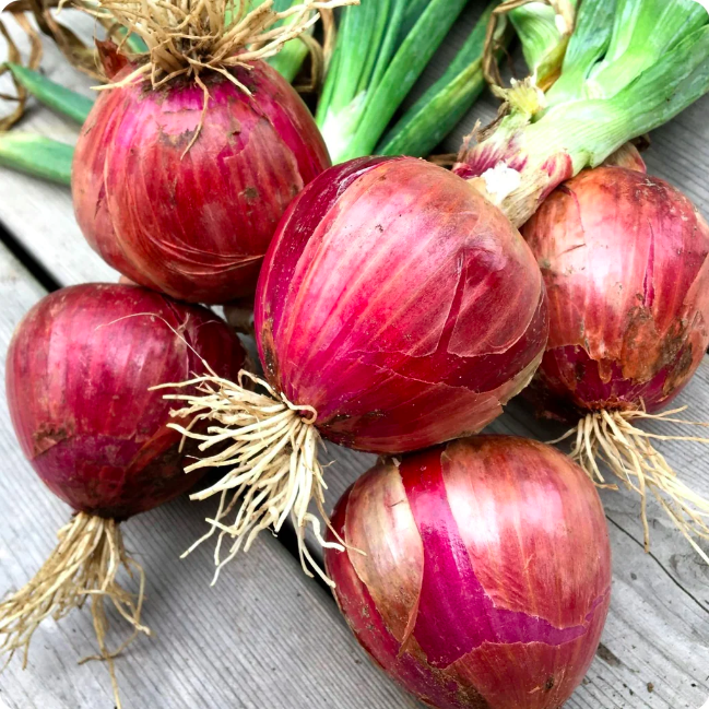 Oignons rouges (10)