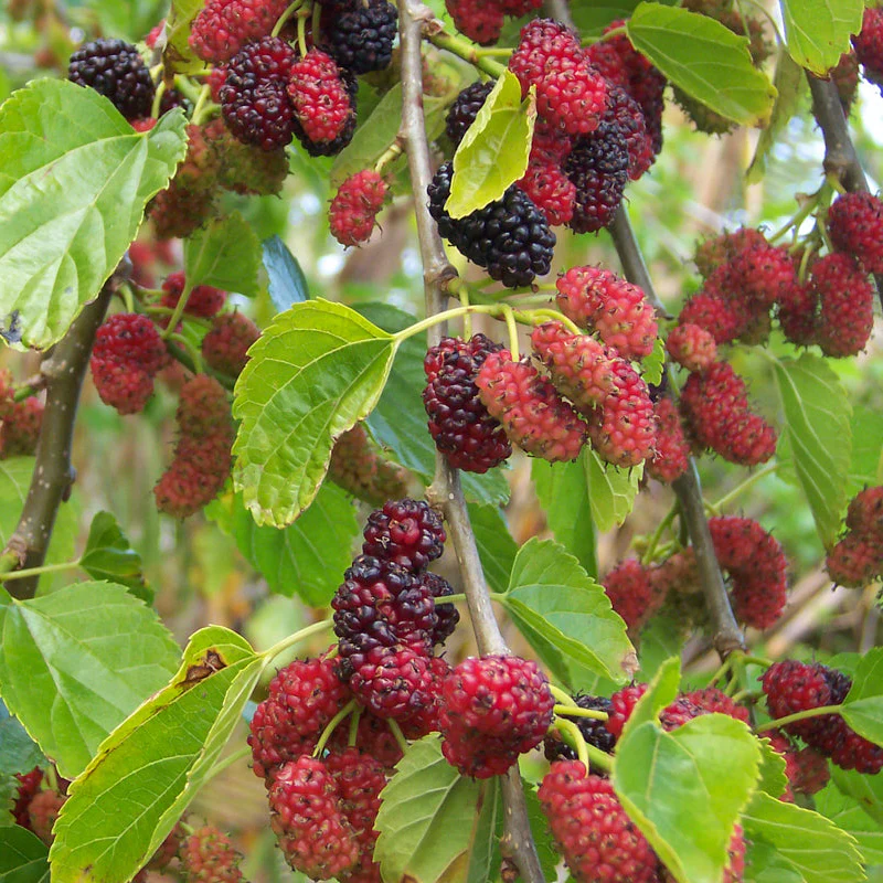 Mûrier russe