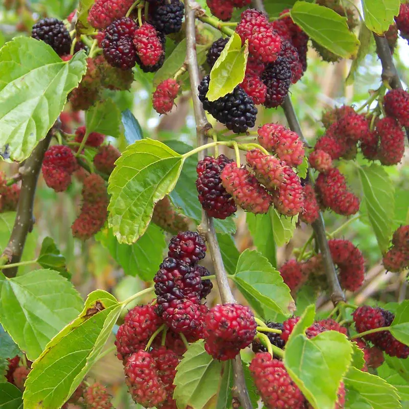 Mûrier russe