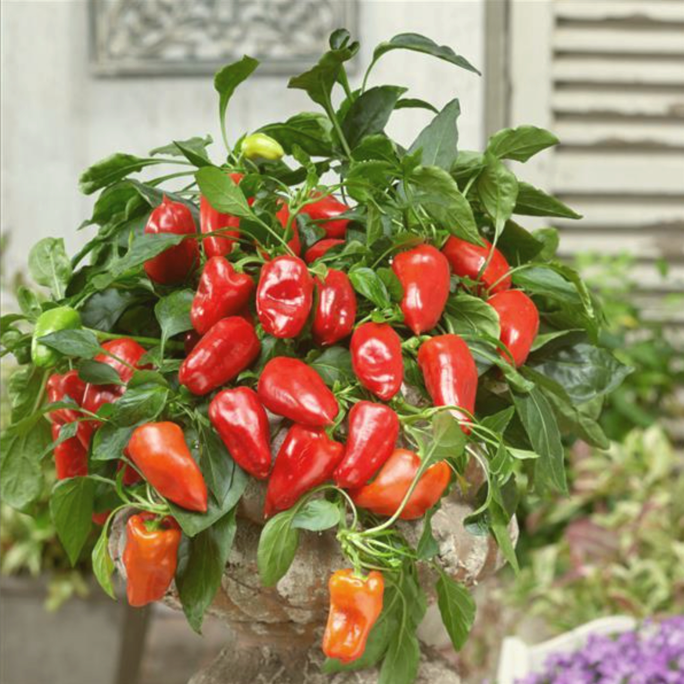 Poivron patio rouge
