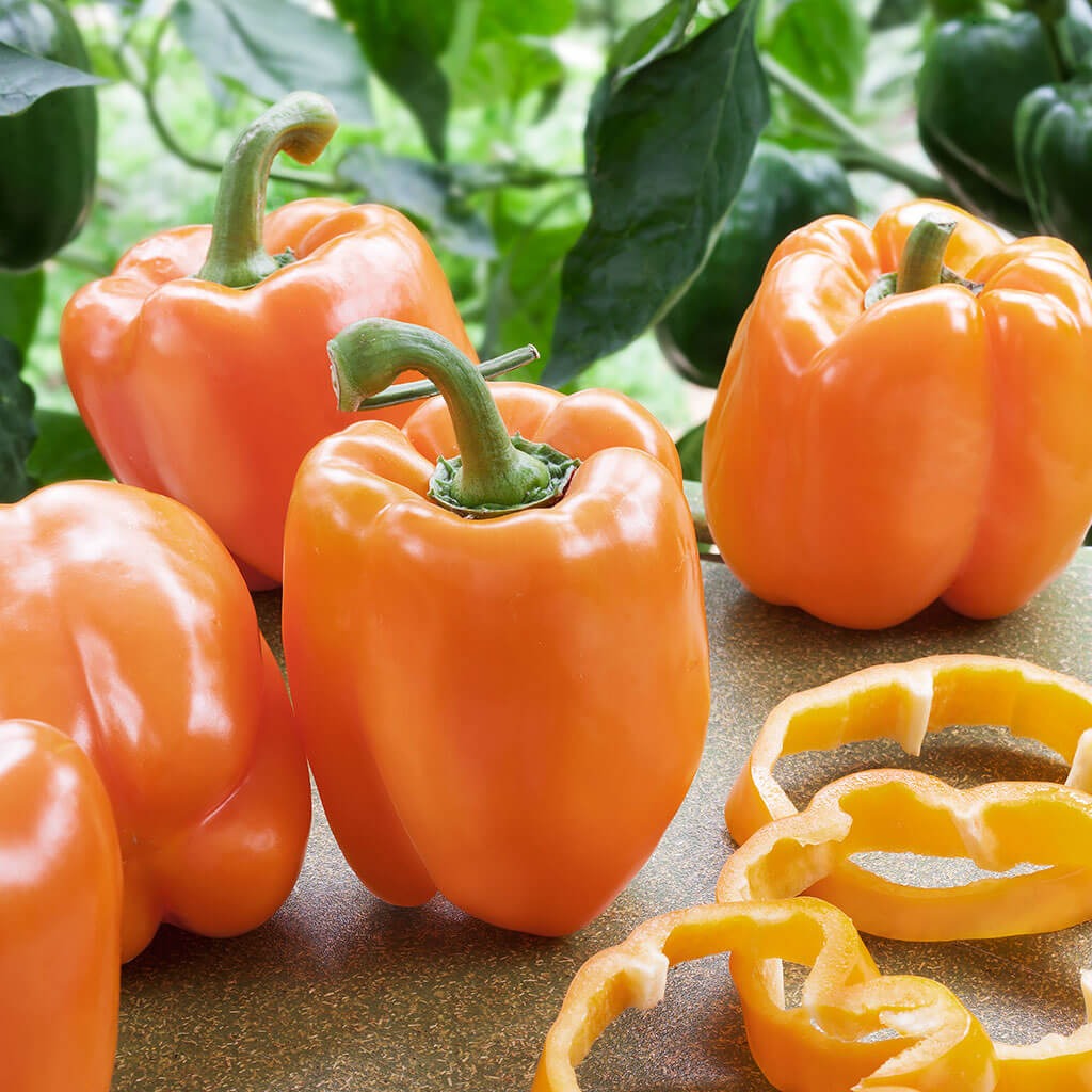 Poivron orange