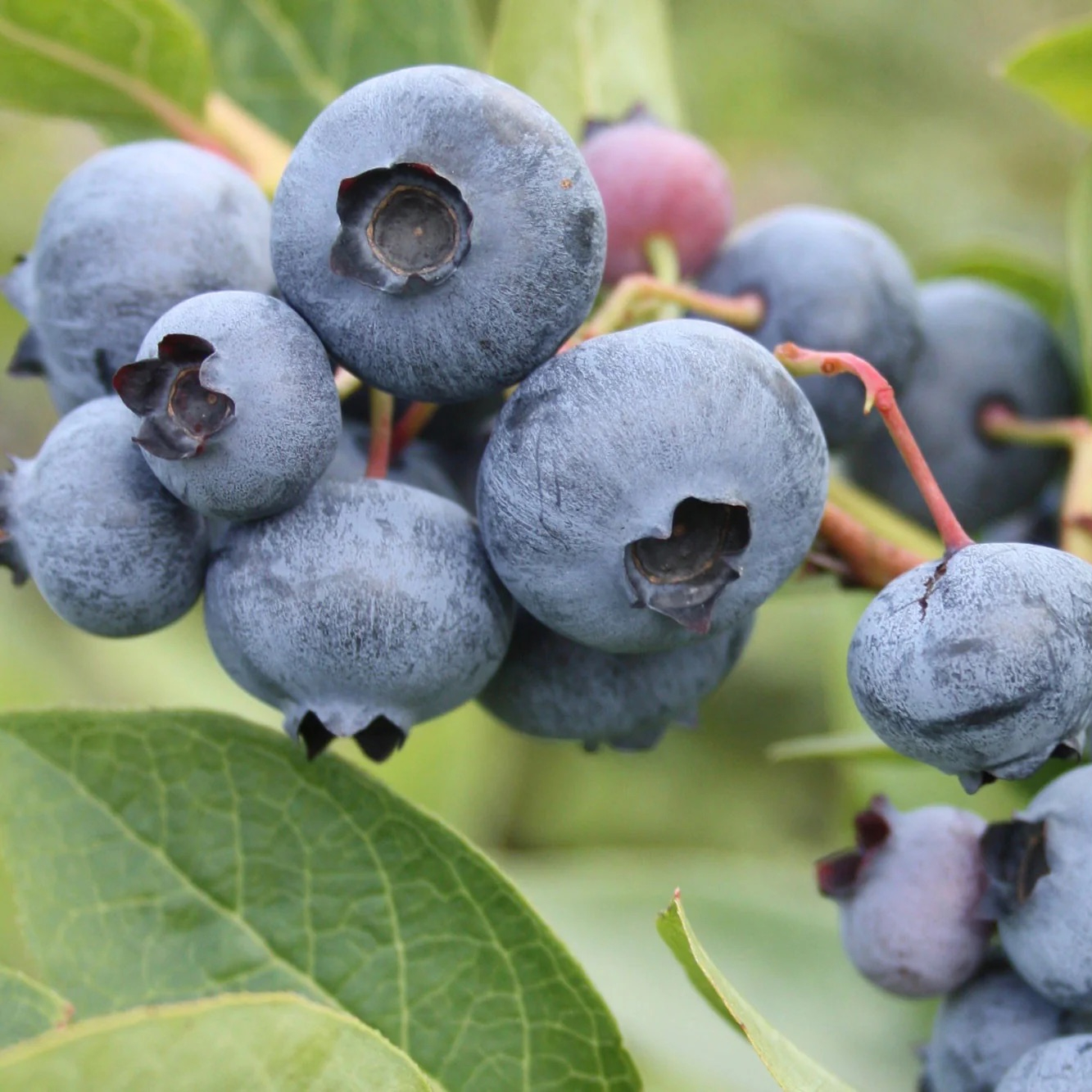 Bleuets