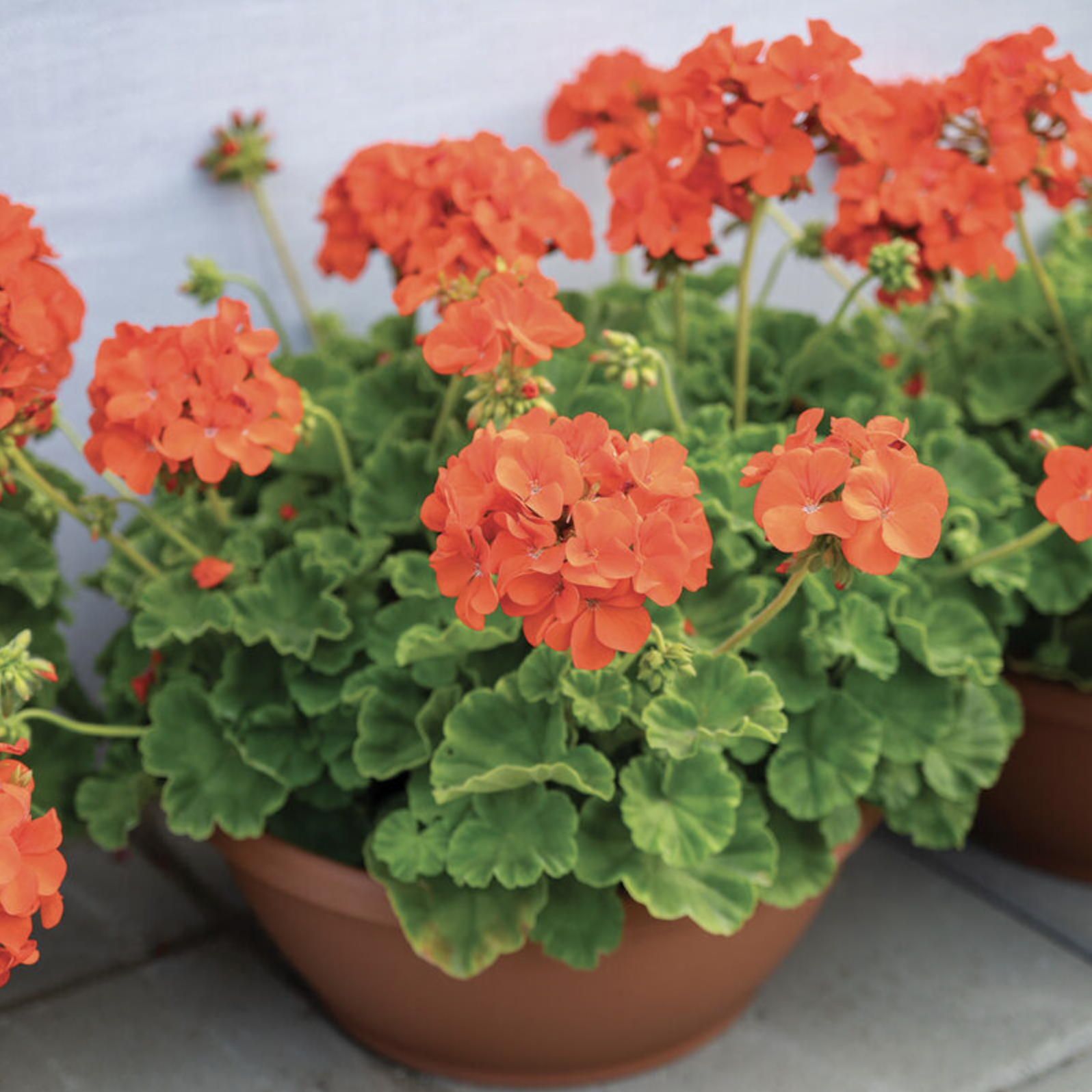 Géranium orange