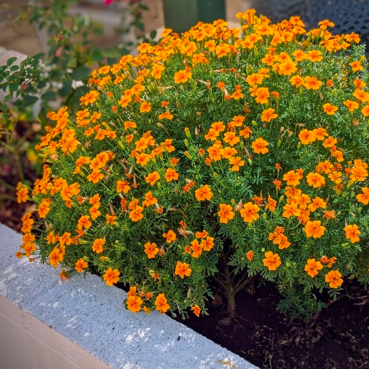 Tagète mini orange