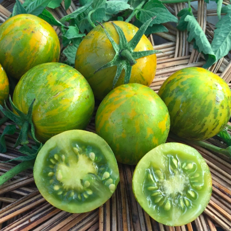 Tomate zébrée verte