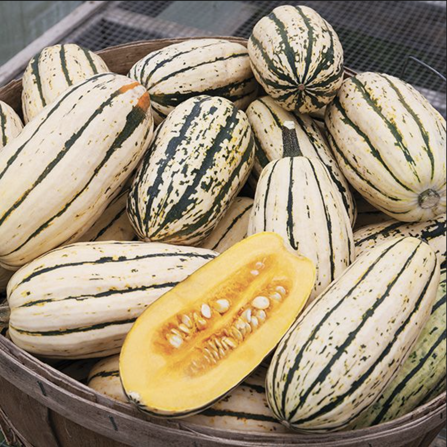 Courge Delicata