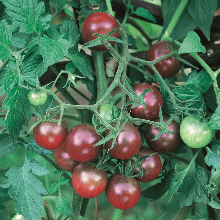 Tomate-cerise noire