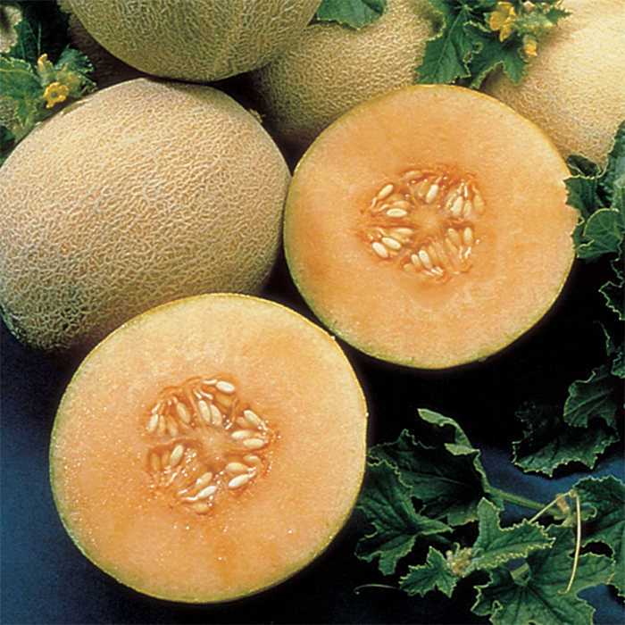 Cantaloup