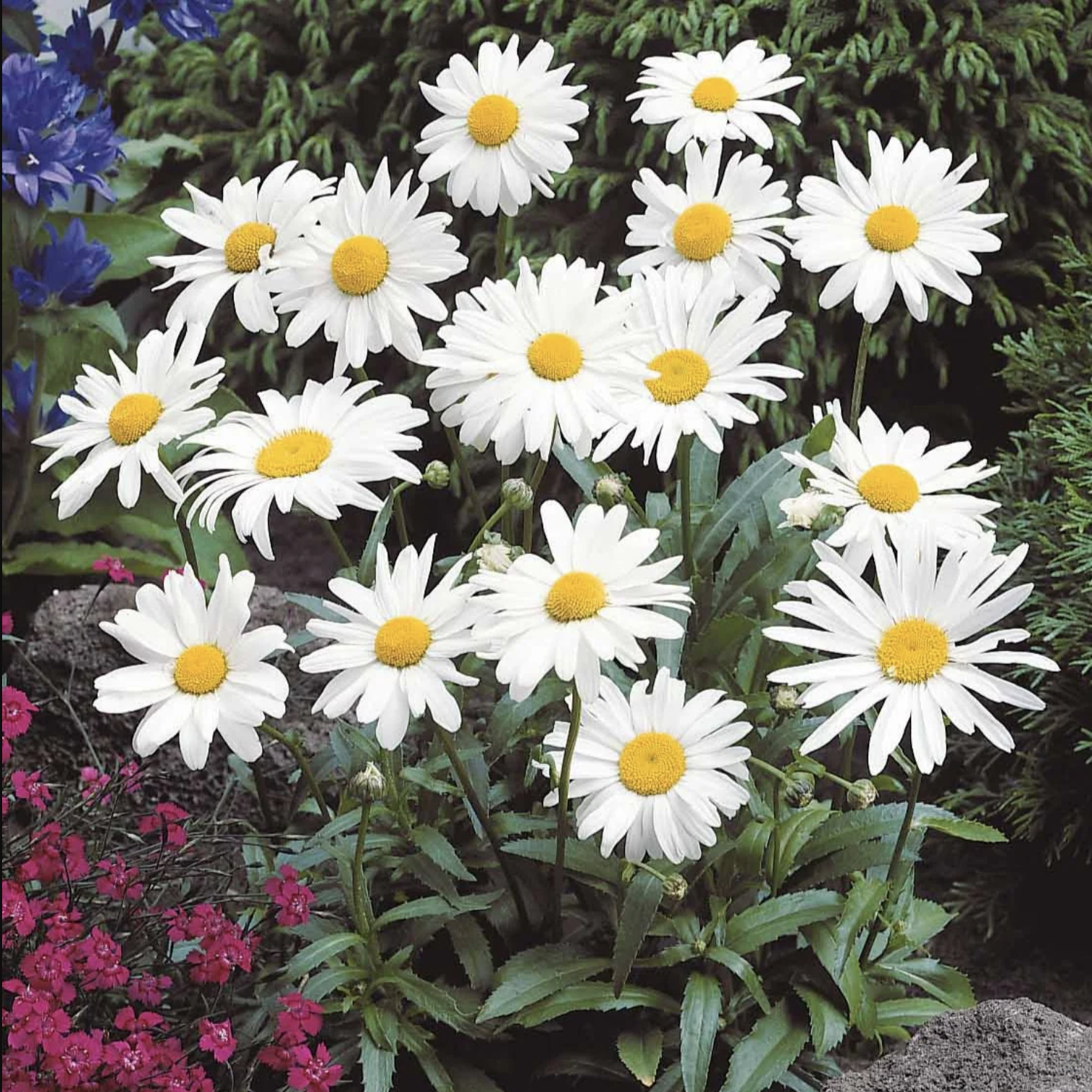 Marguerite classique (6)