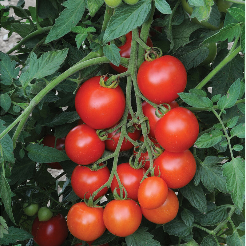 Tomate-cocktail rouge