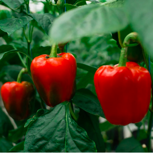 Poivron rouge