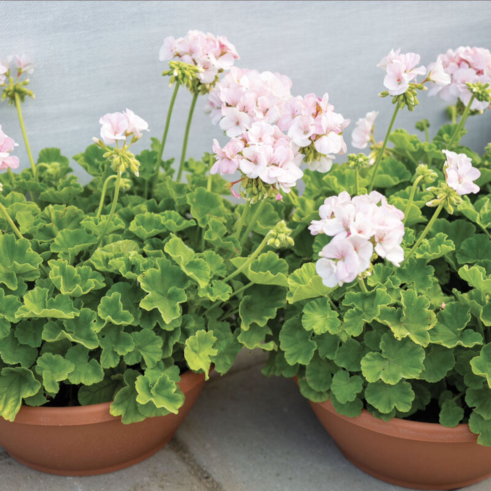 Géranium rose