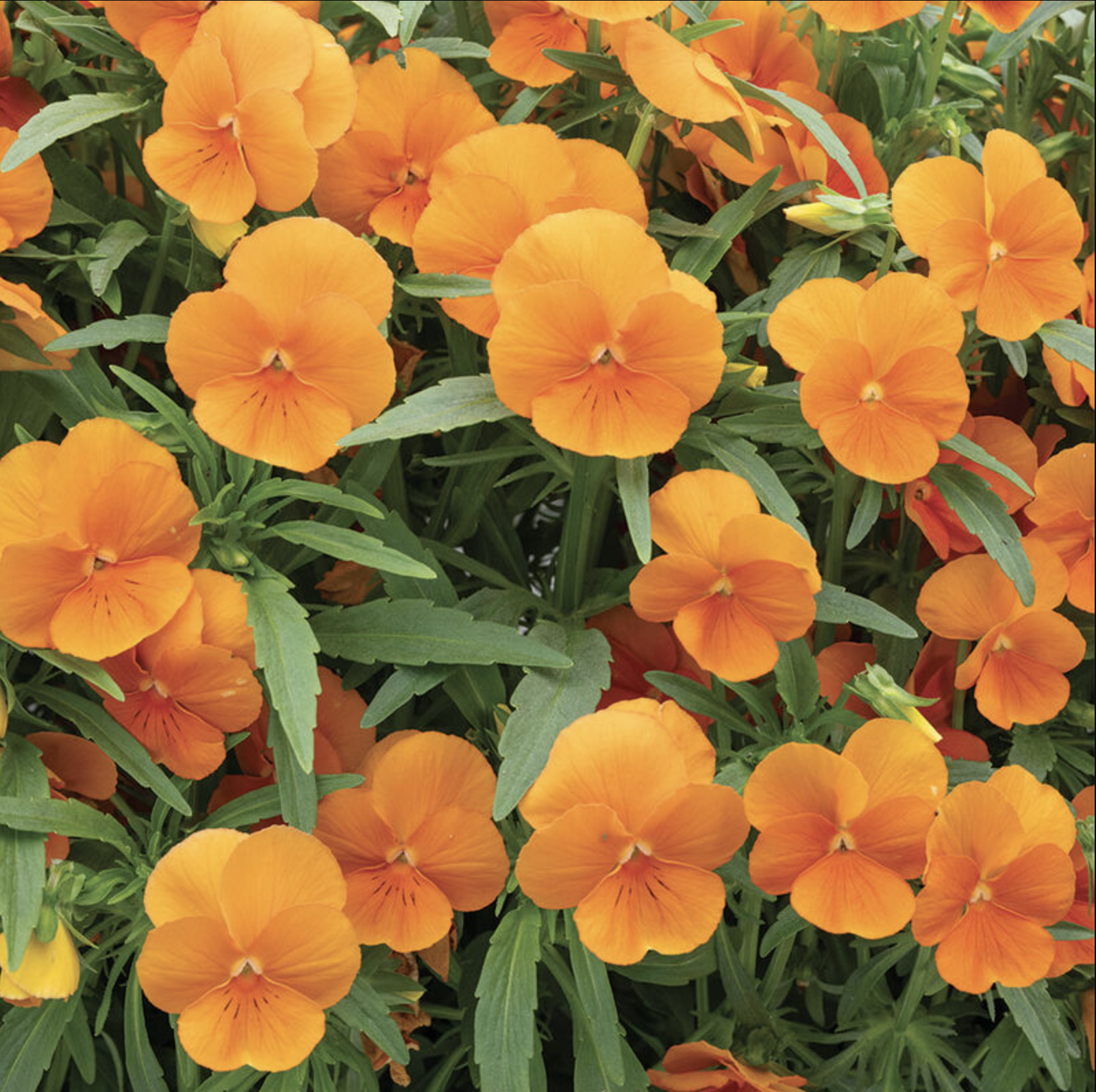 Pensée tangerine