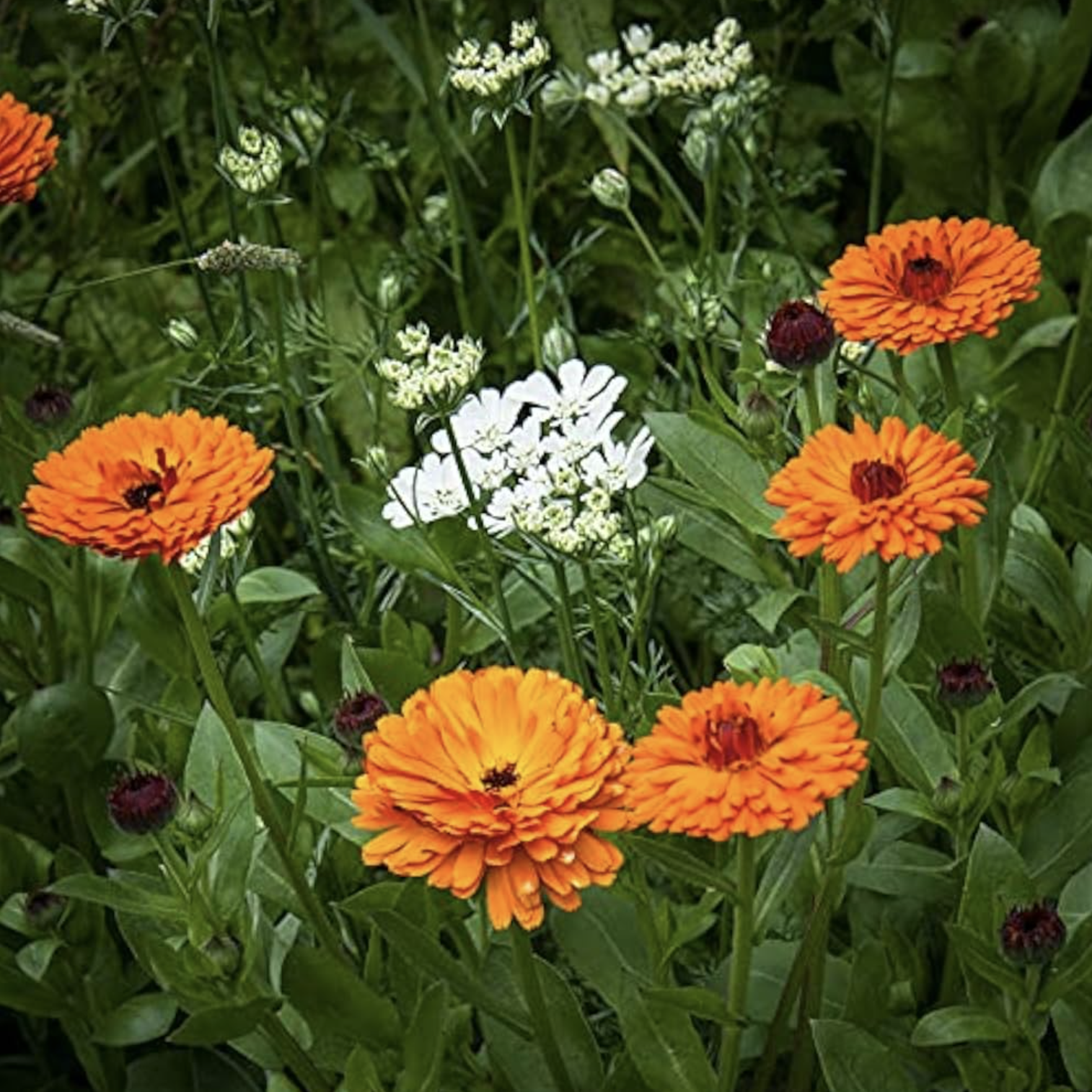 Calendule classique (4)