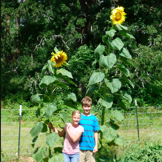 Tournesol géant