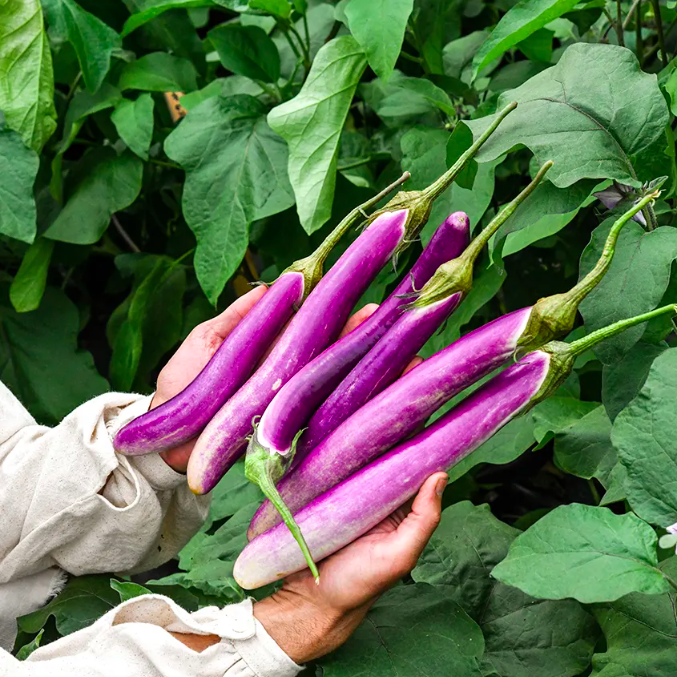 Aubergine asiatique