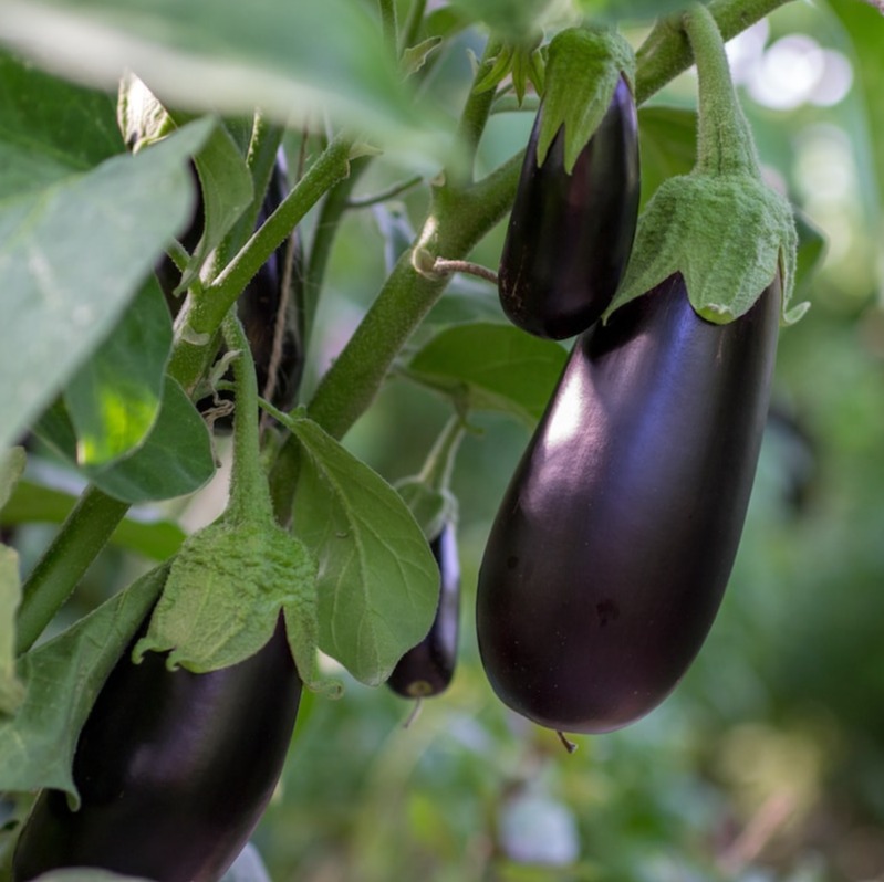 Aubergine italienne