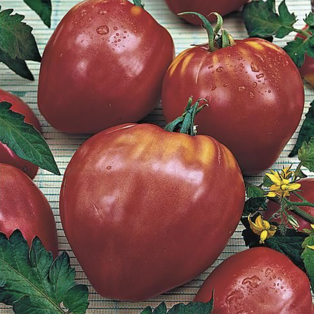 Tomate « cuor di bue »