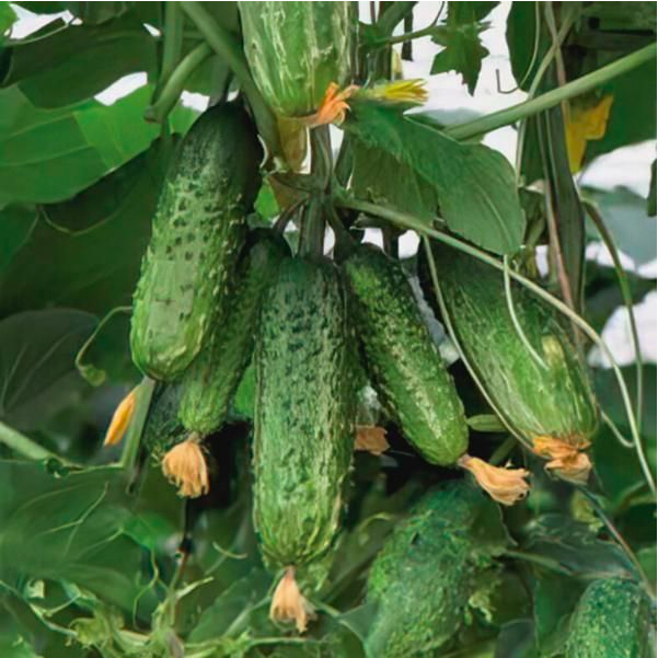 Cornichons