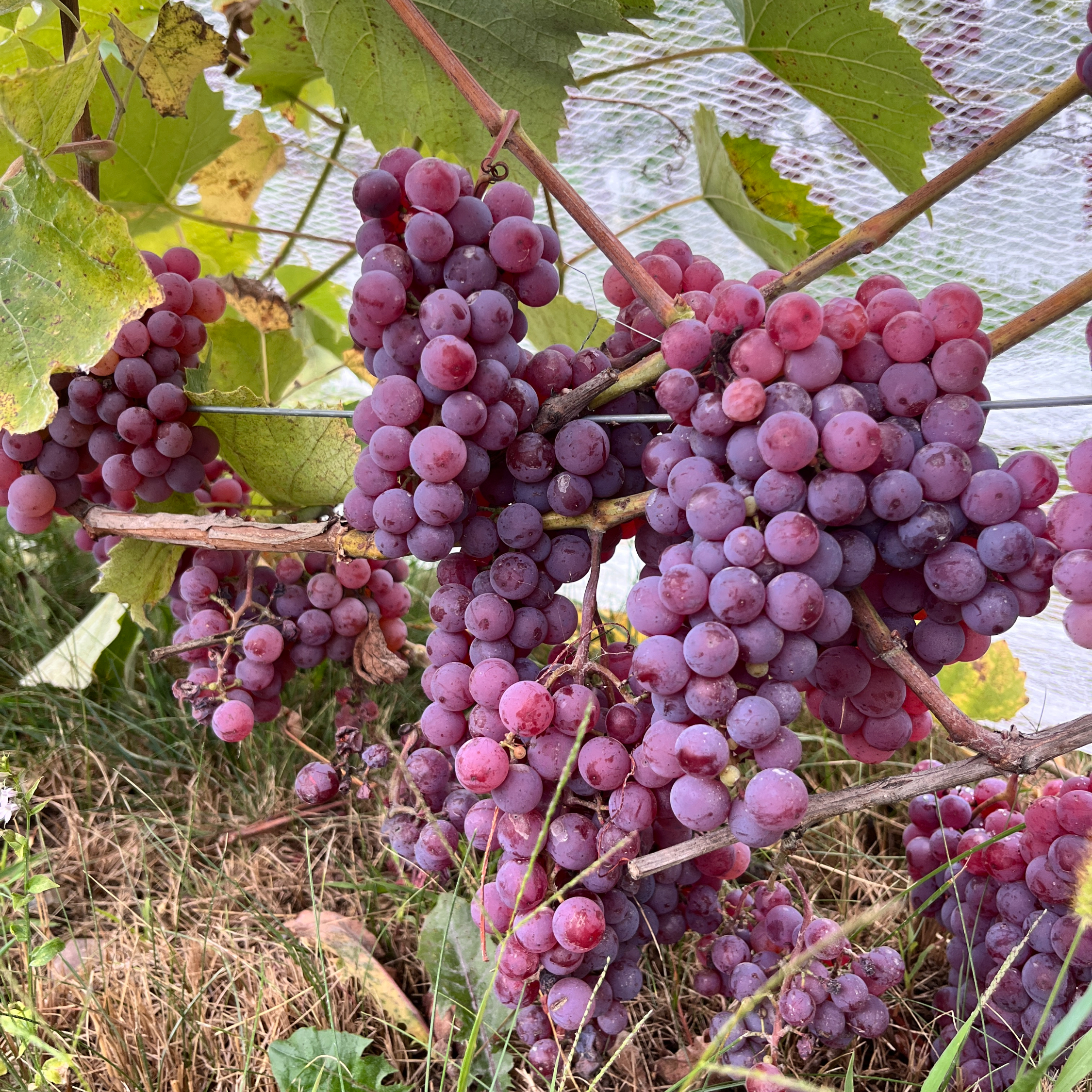 Vigne (Raisin de table)