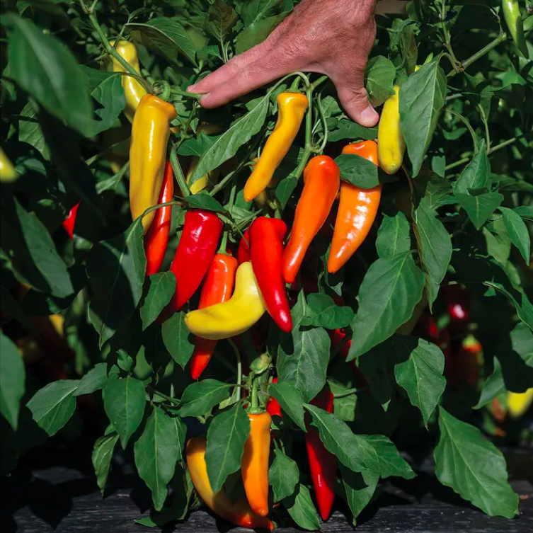 Piment Banane