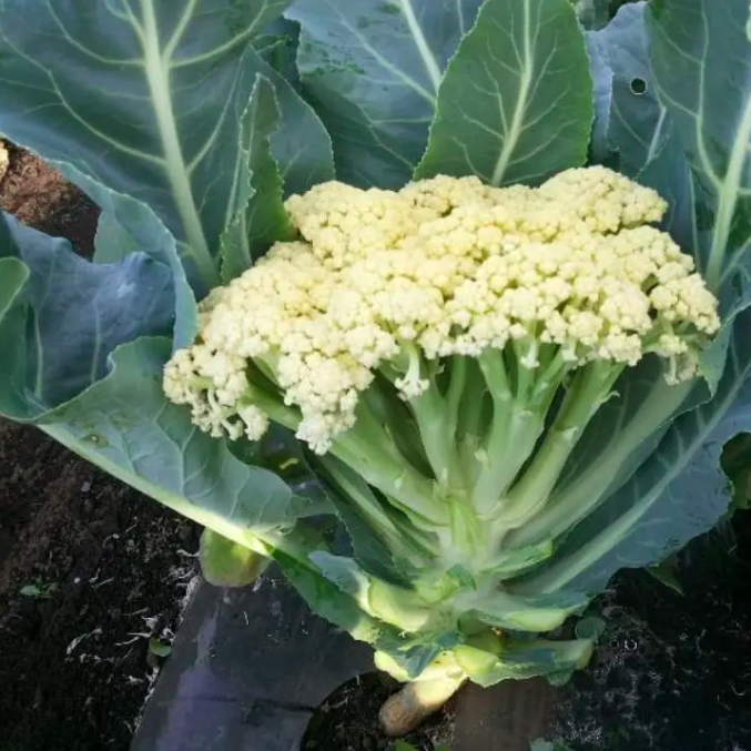 Chou fleur en fleurets