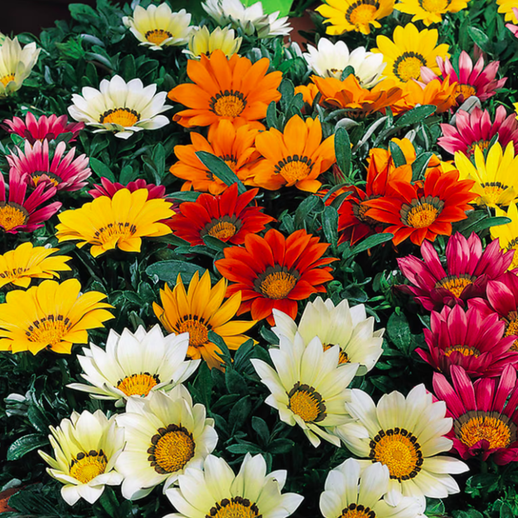 Gazania mixte (6)
