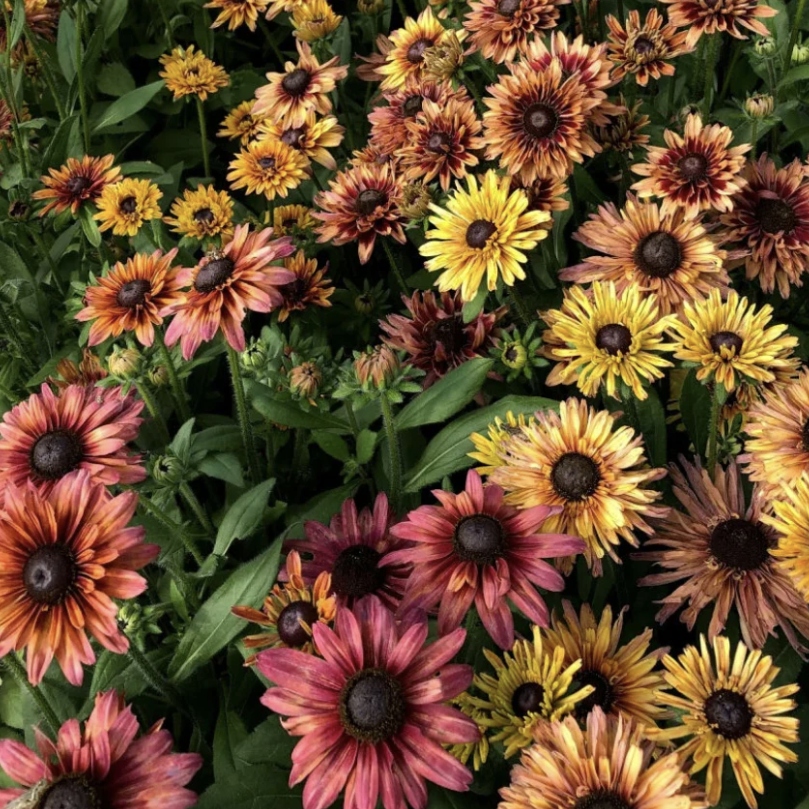 Rudbeckie « Sahara »