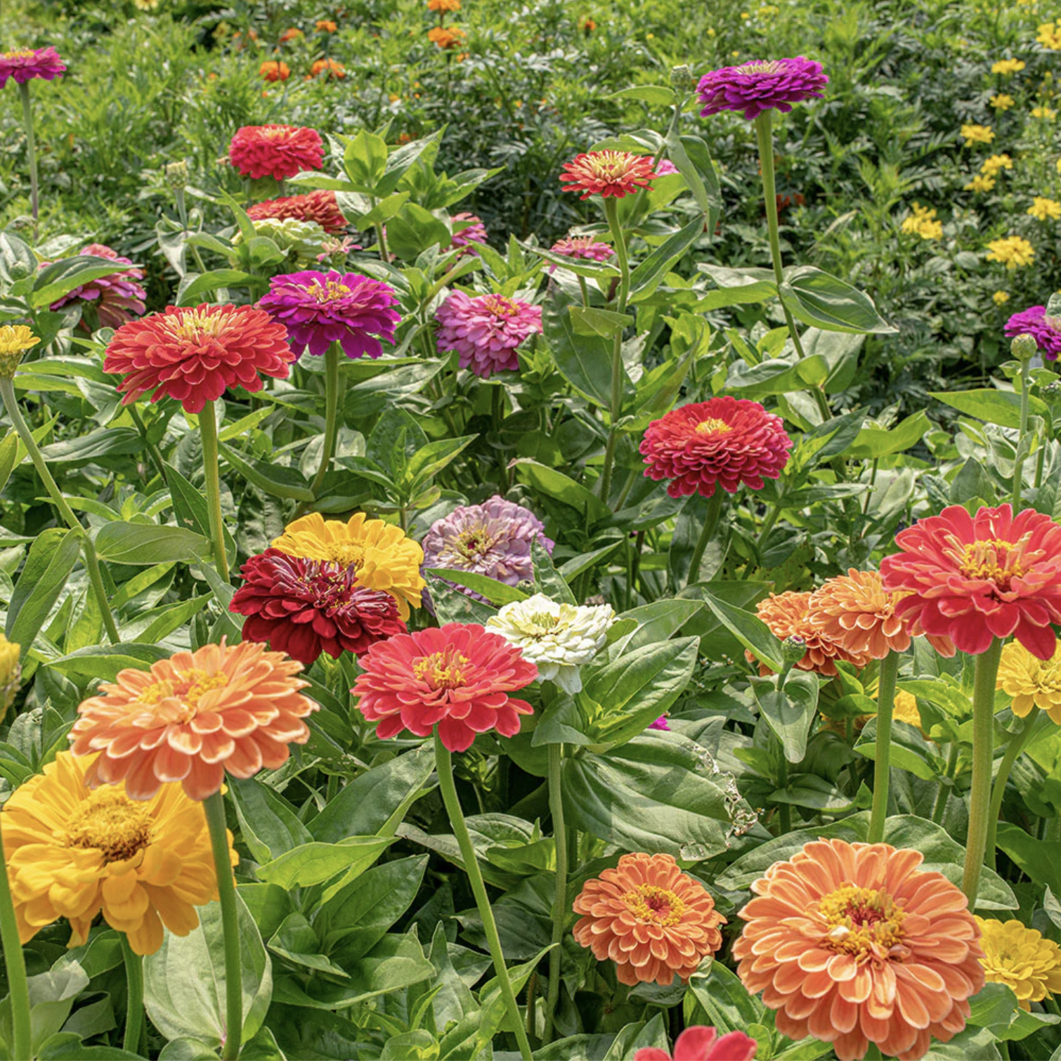 Zinnia mixte (6)