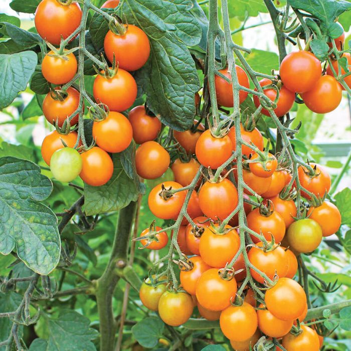 Tomate-cerise orange