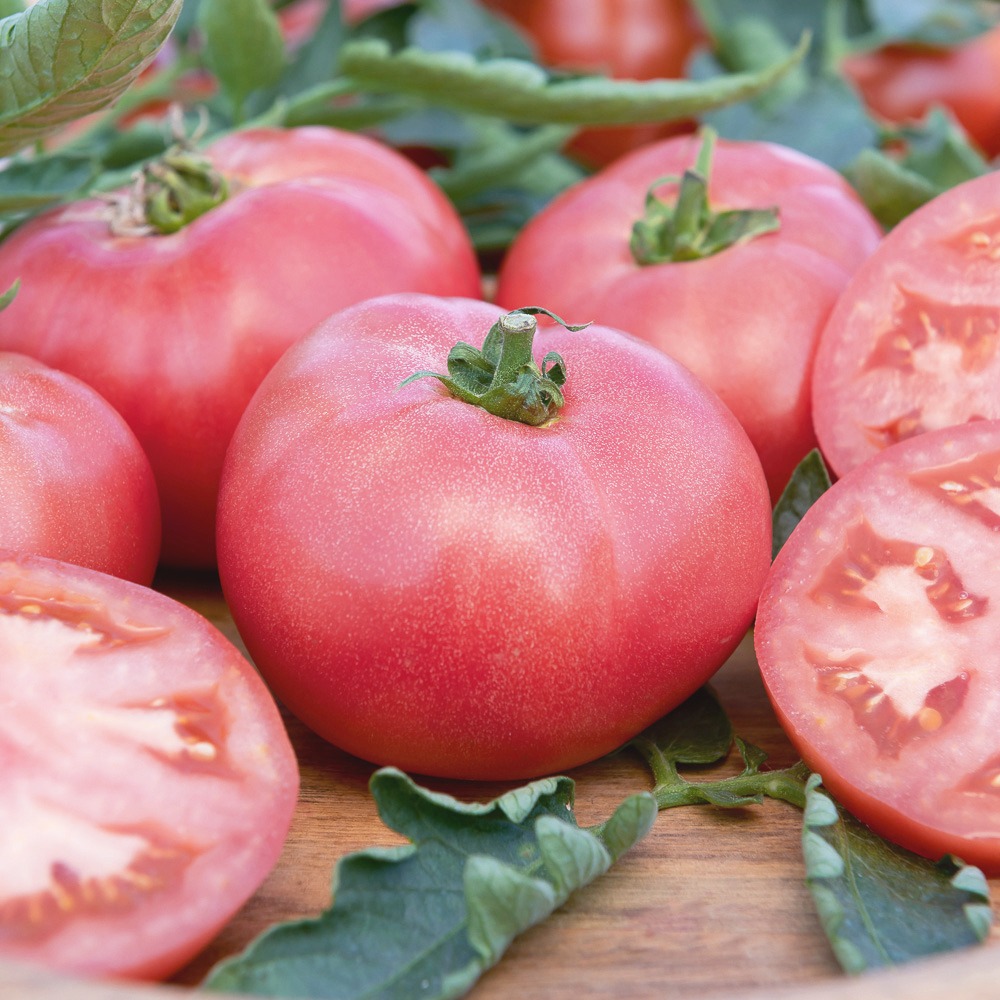 Tomate rose