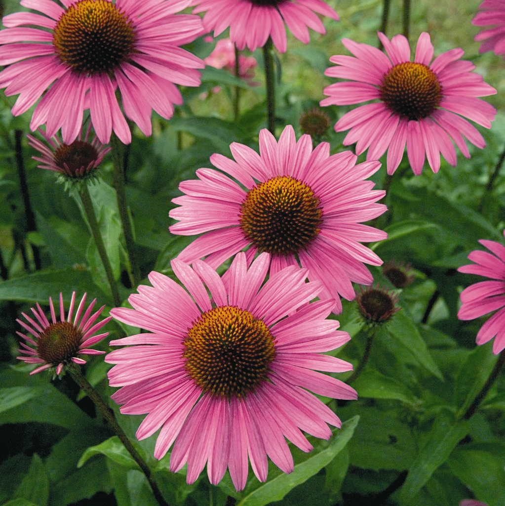 Échinacée rose