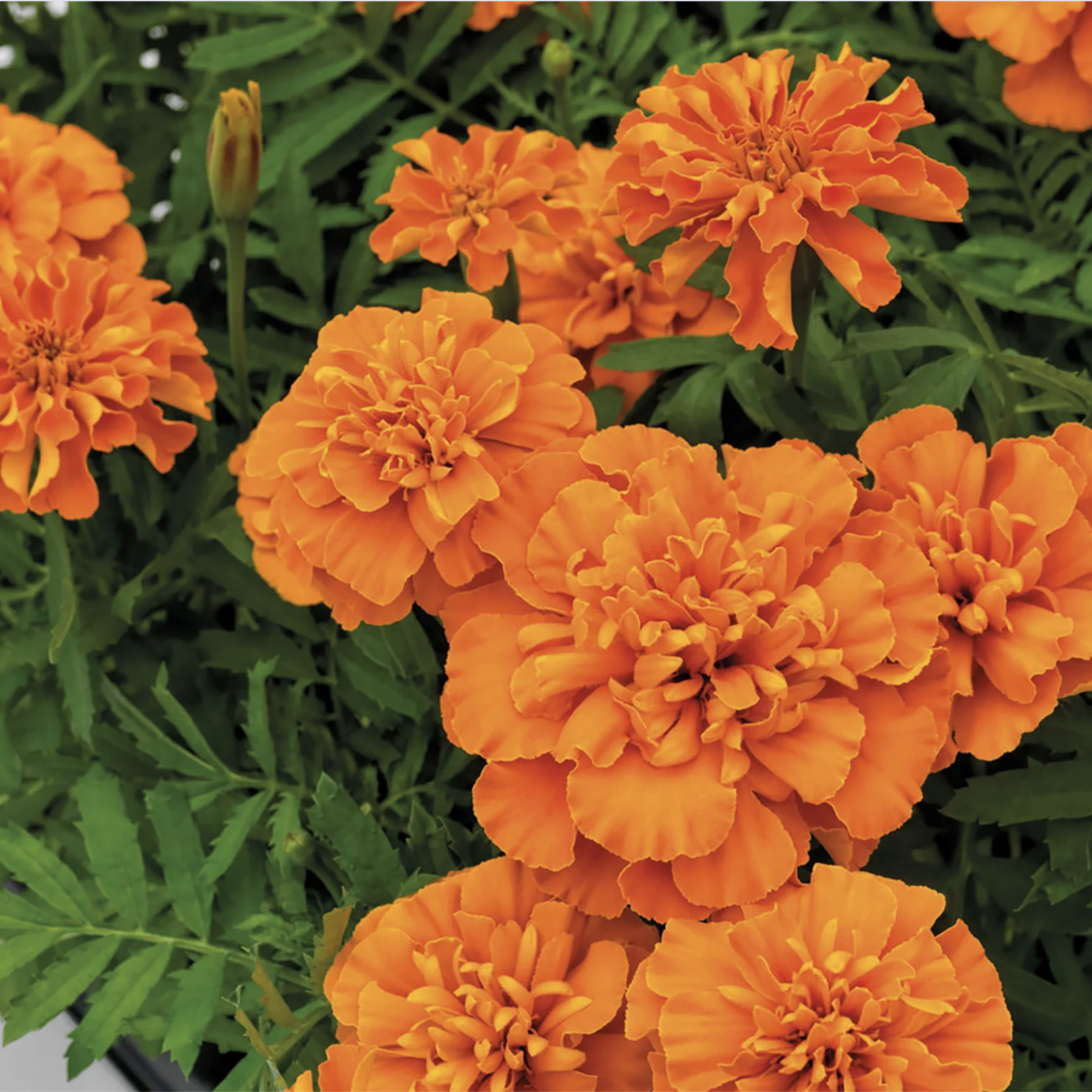 Tagète orange