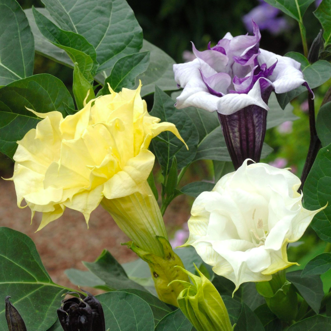 Datura