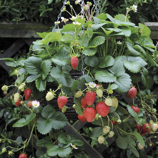 Fraises