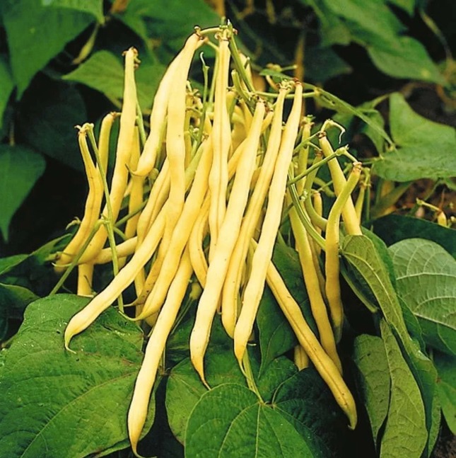 Haricots jaunes (10)