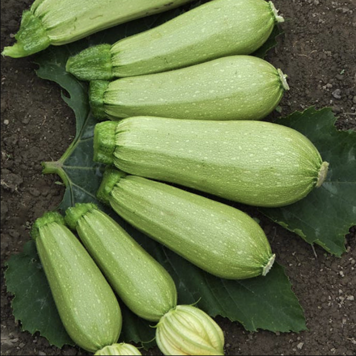 Courgette libanaise