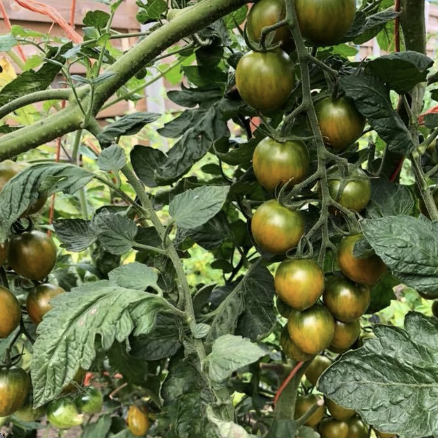 Tomate-cerise verte gourmet